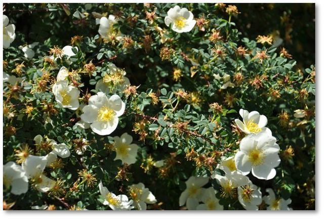 dunwich rose.jpg