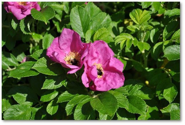 rugosa.jpg